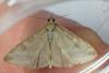Udea nebulalis